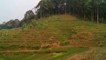 Hutan Meranti